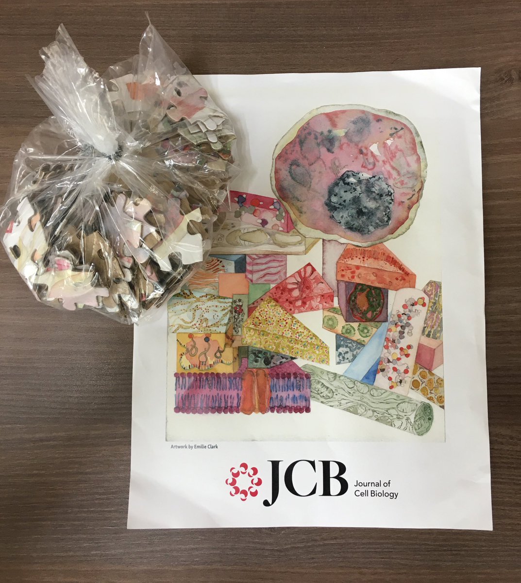 AdhesionLab's tweet image. Thanks Keerthi for these from #ascbembo2019. These now become part of the labs outreach tool kit. Thanks @ASCBiology @JCellBiol @CellPressNews @CELLECTA. Could be of interest @CoESMEIISERPUN1 @ManavAtlas @IISERPune.