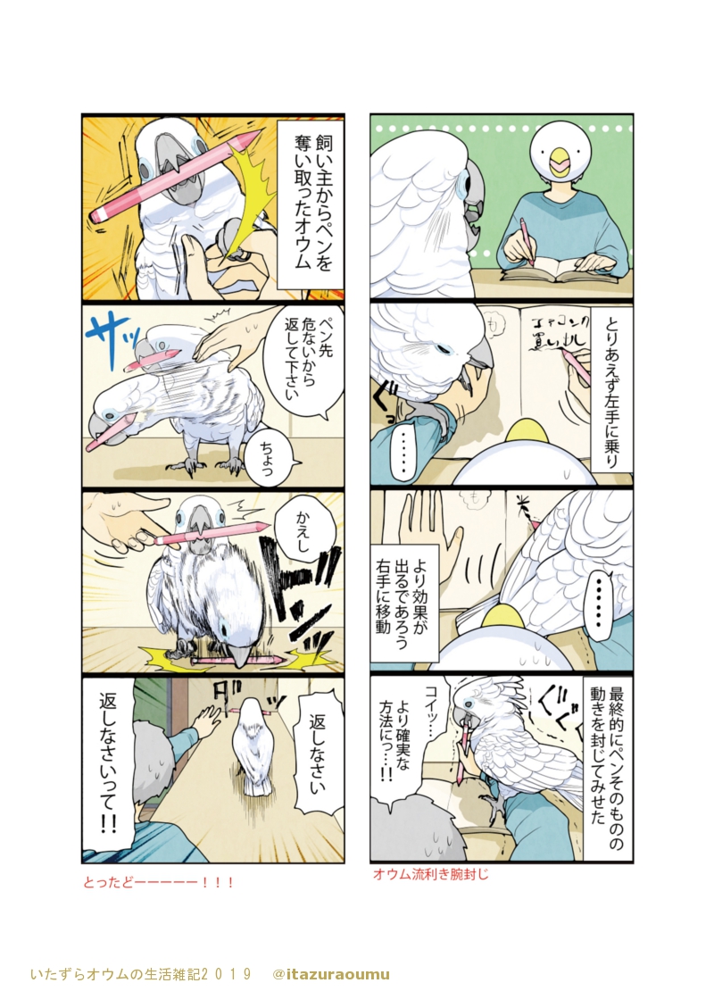 人に飼われたオウムの暮らし(1/3)
#宣伝 #4コマ #いたずらオウムの生活雑記 