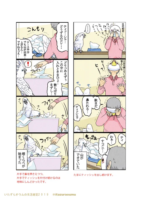 人に飼われたオウムの暮らし(3/3)#宣伝 #4コマ #いたずらオウムの生活雑記 