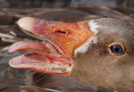 Cyber Jane On Twitter Hoje Descobri Que Gansos Nao So Tem Dentes Como Tem Dentes Na Lingua