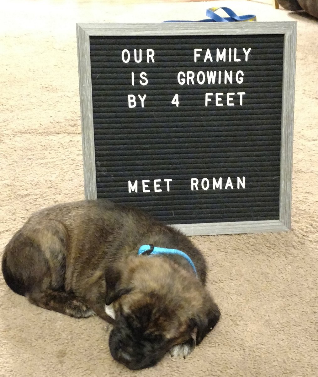 FayWalsh94's tweet photo. We brought home this little guy today. His name is inspired by The Big Dog @WWERomanReigns. Excited to be puppy parents again! https://t.co/n1Fk1Lvhxk