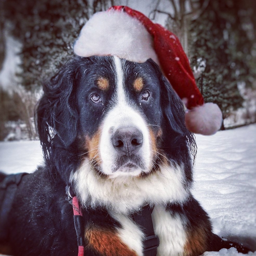 Bernese_Chloe's tweet image. Wishing everyone a safe and happy holiday season 🎄❄🎁💙 
#MerryChrismas #ThoughtOfTheDay   #pets #SundayFunday