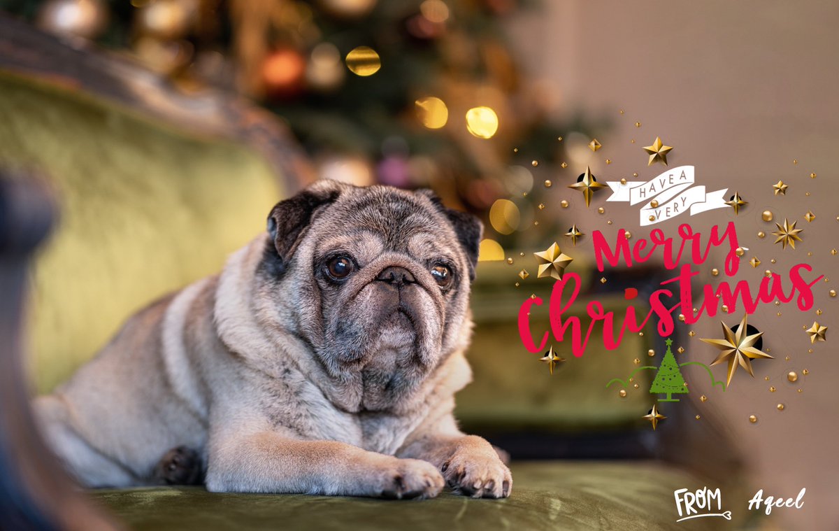 Dog sitting at home on the sofa