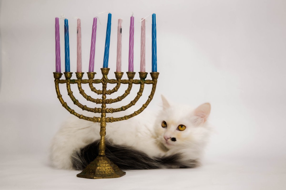skooncatlitter's tweet photo. Wishing our furry friends a Happy #Hanucat and their companions a Happy #Hanukah 🕎 https://t.co/7pexXCw9fy