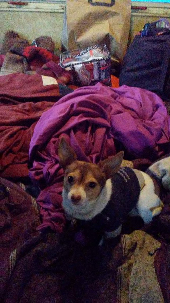 JudyLaree2's tweet photo. @Oliviak94499195 I' ll follow U &amp; be ur Twitter friend but I'm  as poor as a church mouse.  In church full of  Mexican mouse hounds  (Chihuahuas)🐾🐾😜 https://t.co/EHvrSyaoXI