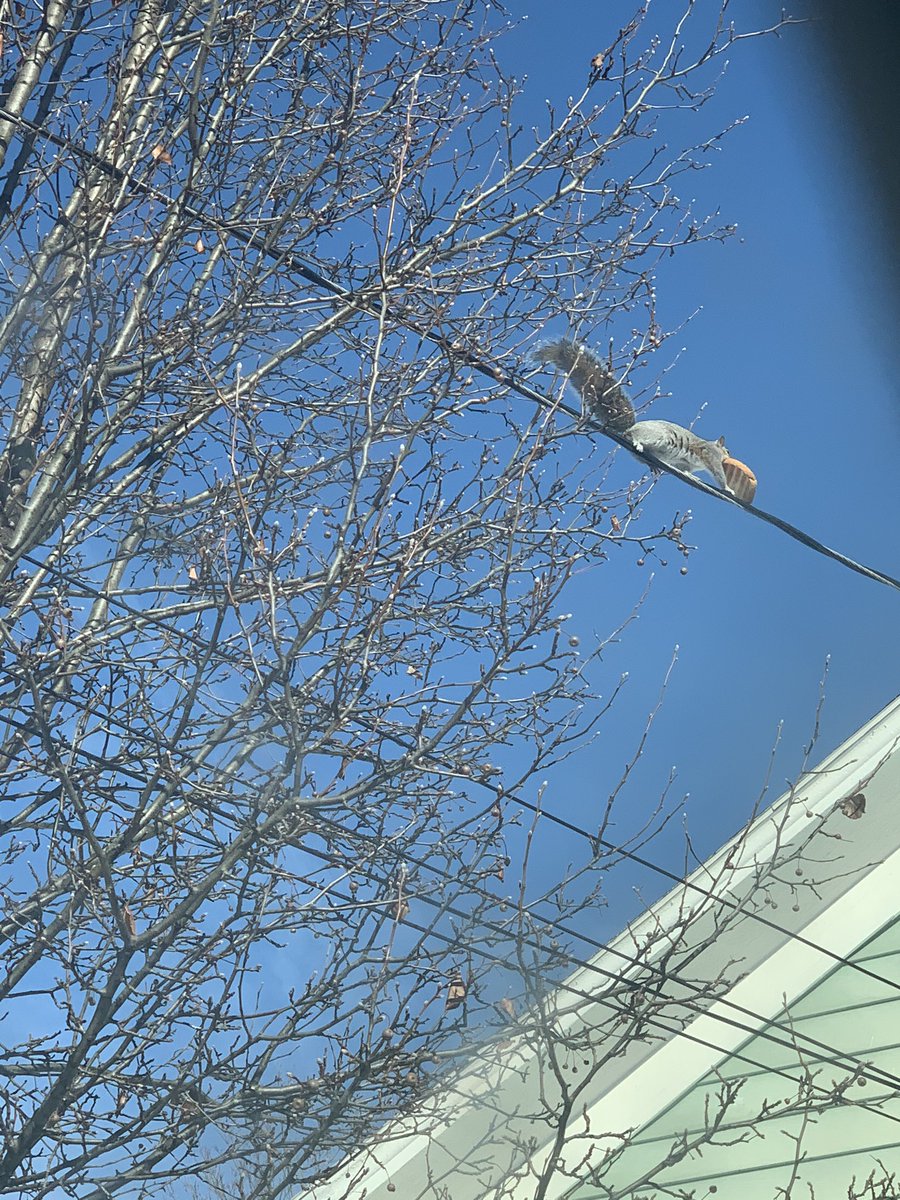 LacedWhiskey's tweet photo. Saw a squirrel today carrying a whole piece of toast. https://t.co/eICDHfJ3BV