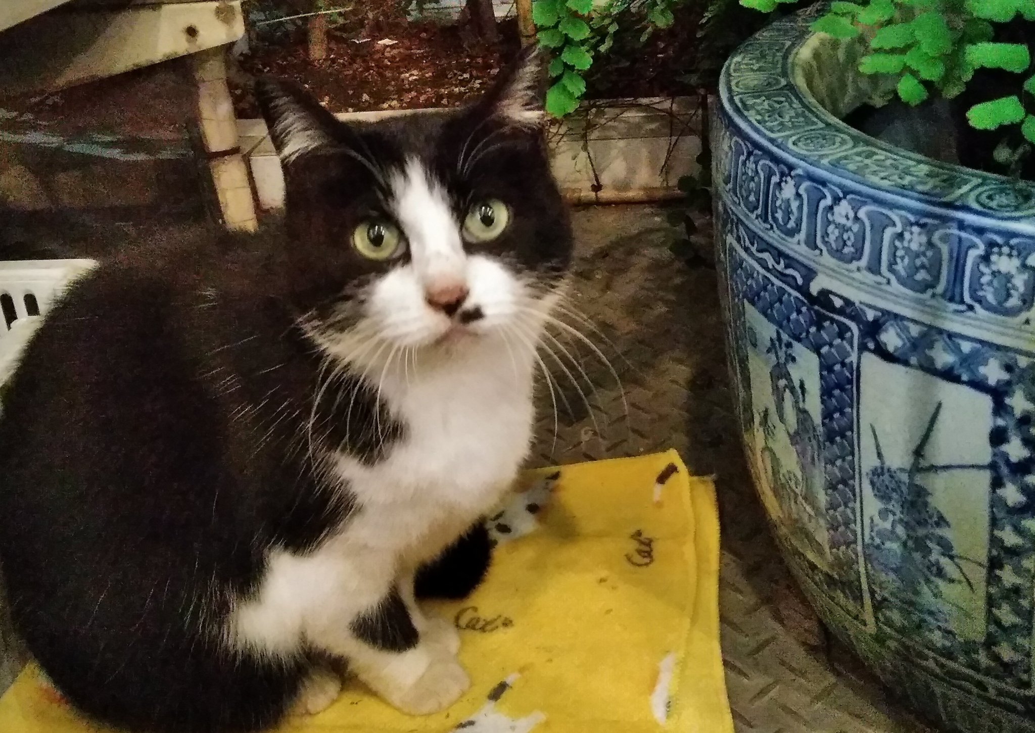 神楽坂ねこの郵便局1時30分開店かな ねこの小径のハッチより 神楽坂 ねこの郵便局 ねこの小径 街猫 Pic Twitt 19 12 23 神楽坂ねこの郵便局というなまえのお店