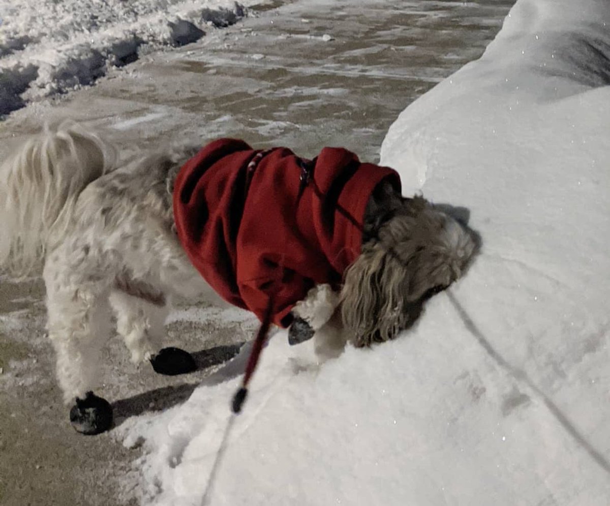jackjackjack301's tweet photo. time to take a closer look at that snow https://t.co/daiw4jTRiO
