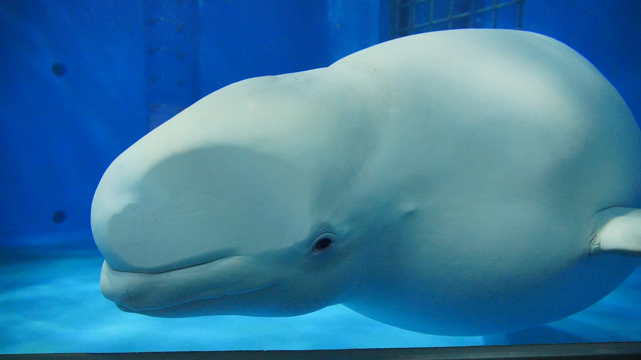 もっち Sur Twitter メロンがぺったんこ シロイルカ ベルーガ しまね海洋館アクアス T Co Bmwbebec0t Twitter もっち Sur Twitter メロンがぺったんこ シロイルカ ベルーガ しまね海洋館アクアス T Co Bmwbebec0t Twitter