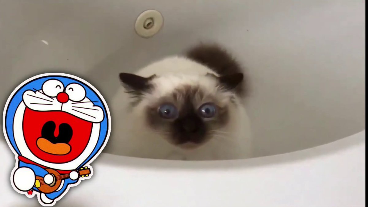 MeowMoeDotCom's tweet photo. Cute Cats | Funny Cats | Cats 2019 | ...
#Cats #Cat #Kittens #Kitten #Kitty #Pets #Pet #Meow #Moe #CuteCats #CuteCat #CuteKittens #CuteKitten #MeowMoe
#AnimalVines #AnimalsCompilation #Anime #AnimeVideo #BabyTV #BestAnimals
https://t.co/i1Vgglpwoq
. https://t.co/ZN1dUpm7X7