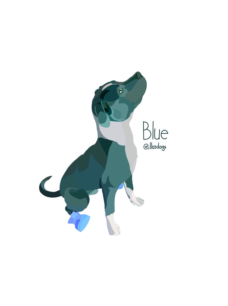 illusdogs's tweet photo. Here we have Blue showing off the trendiest in footwear. This fellow makes it quite clear that you don’t have to be a human to sport some great kicks.

#dogsoftwitter #dogsinshoes #dogtwitter #aww #pitbull https://t.co/Qh0fKc9PhD