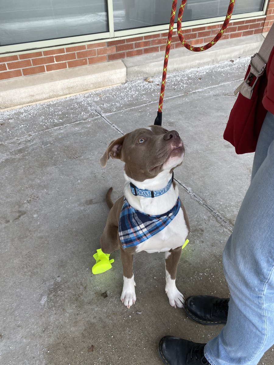 illusdogs's tweet photo. Here we have Blue showing off the trendiest in footwear. This fellow makes it quite clear that you don’t have to be a human to sport some great kicks.

#dogsoftwitter #dogsinshoes #dogtwitter #aww #pitbull https://t.co/Qh0fKc9PhD