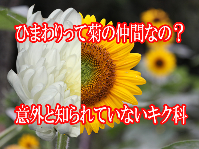 株式会社グリーンサービス 株式会社グリーンサービス 花 キク科 ひまわり 意外と知られていないキク科が多くあります ひまわり ガーベラ 秋桜 ダリア マリーゴールド 玉レタス 焼肉と一緒に食べる サンチュ キク科は幅広いですね