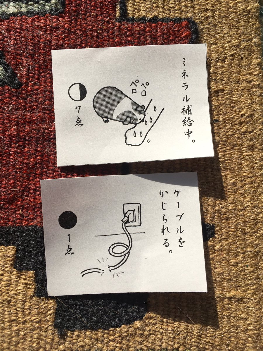 先日いただいたシモンへの差し入れに入っていたモルモットあるあるおみくじ 