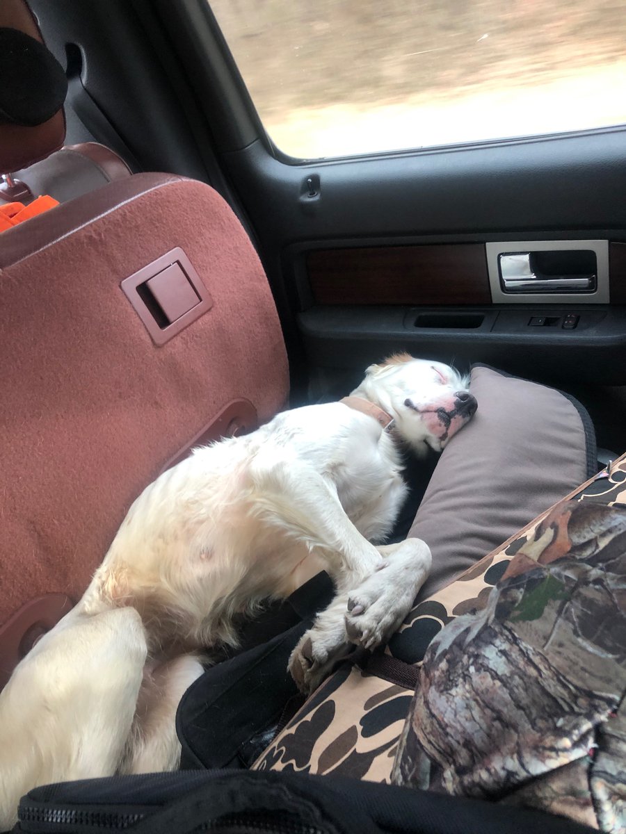 JackSimmsOPS's tweet image. Thank You for a great time, Kansas. @quail4ever @pheasants4ever