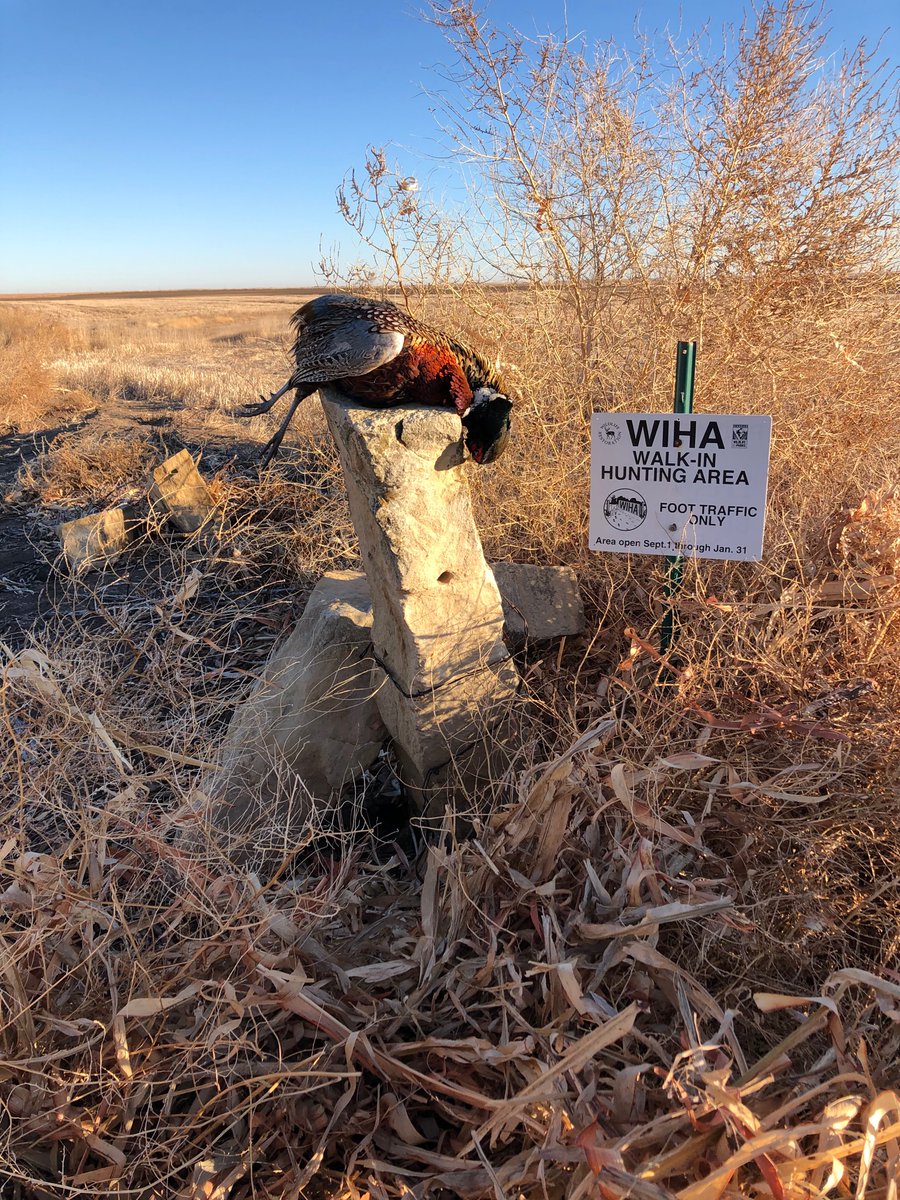 JackSimmsOPS's tweet image. Thank You for a great time, Kansas. @quail4ever @pheasants4ever