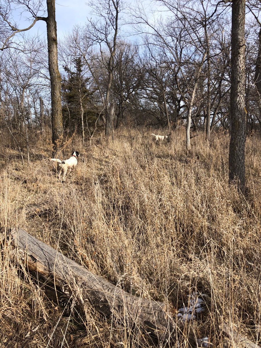 JackSimmsOPS's tweet image. Thank You for a great time, Kansas. @quail4ever @pheasants4ever