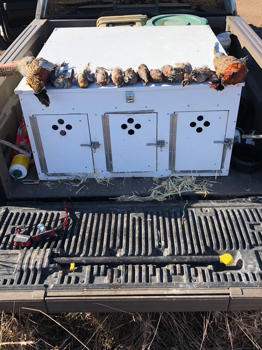 JackSimmsOPS's tweet image. Thank You for a great time, Kansas. @quail4ever @pheasants4ever