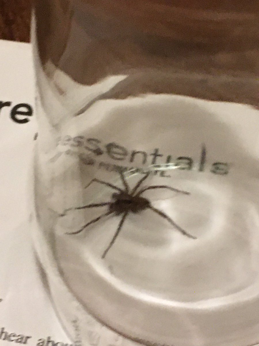 mr_milo13's tweet photo. Can someone please explain to me why I can’t eat this spider?  I was chasing it around the house and got yelled at. Something about knocking things over and how it’s not ok... 😒🙄 https://t.co/uFVF4Hl12F