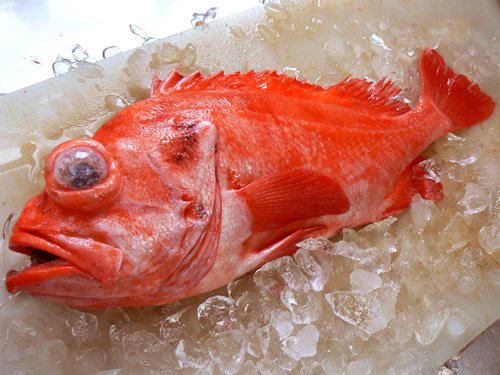 アコウダイの特徴 見分け方 写真から探せる魚図鑑