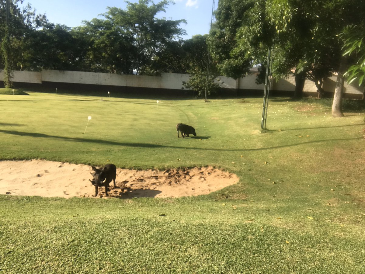 #goodmorning resident lawn keepers leading #breakfast  #nature lives among us