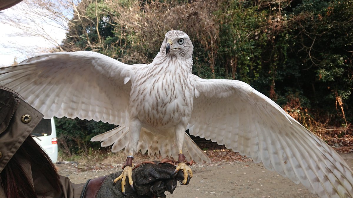 1996SF's tweet photo. #シロオオタカ #whitegoshawk https://t.co/adGyewkCwq