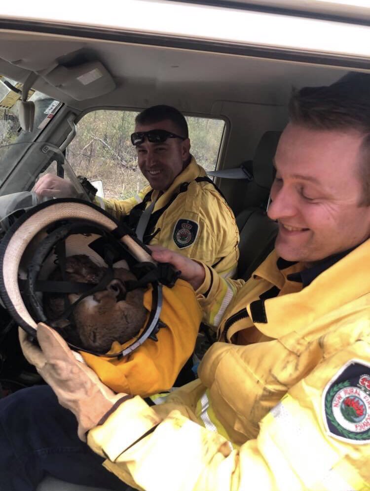 My cousin Dean has been a firefighter for over 17 years. Over the weekend he was out on a run in Balmoral and found this ringtail possum in the middle of the road. As he got closer the little guy ran up his leg seeking shelter from the smoke and flames