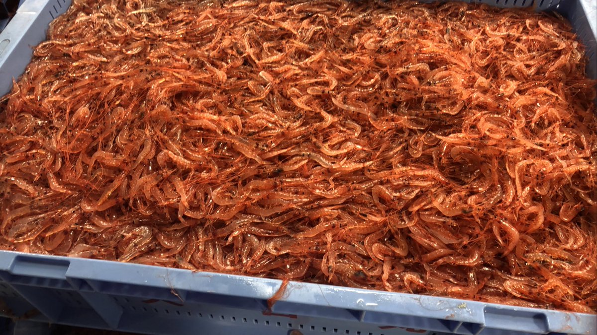 しずまえ Hashtag Pa Twitter