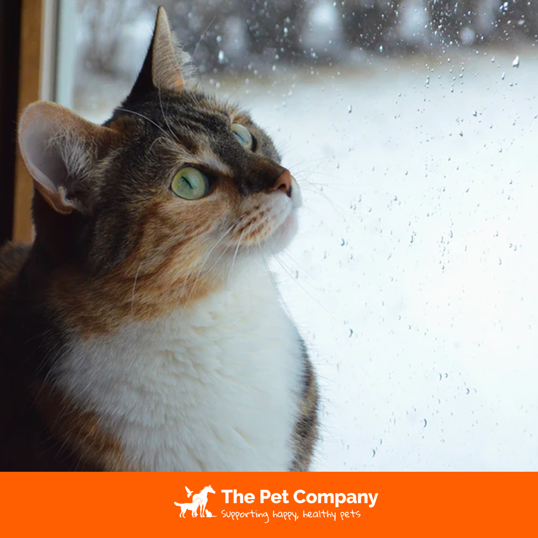 What would be your pet's dream this Christmas? ✨

#Christmas #dream #pet