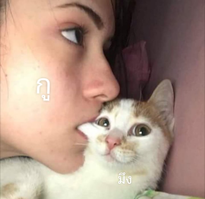 จะขิงแด๊ดโพแงว|ผ๊มลิมิตฟอล| tweet media