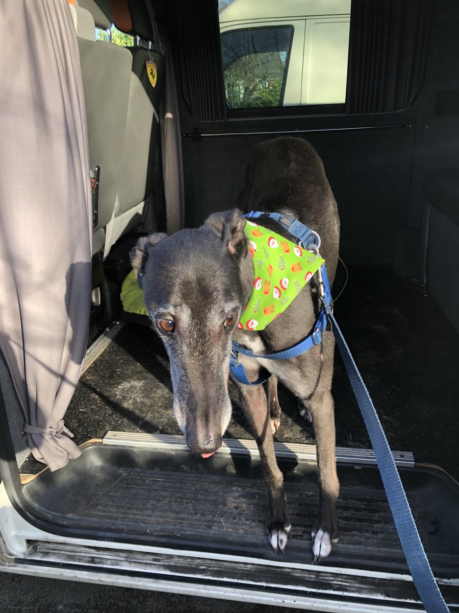 avantbrown's tweet photo. Someone is groomed &amp; ready for the big day !! #FestiveFred https://t.co/PxgjEPCCoA