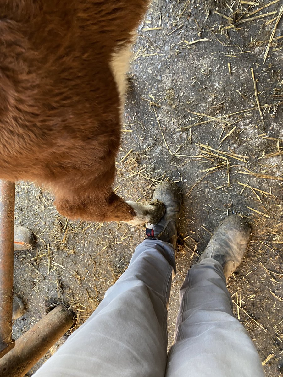 brexitcalf's tweet photo. For some reason @HertsFarmer used a new word towards me today. He’s normally such a friendly farmer!!! https://t.co/mkgALdZjTx