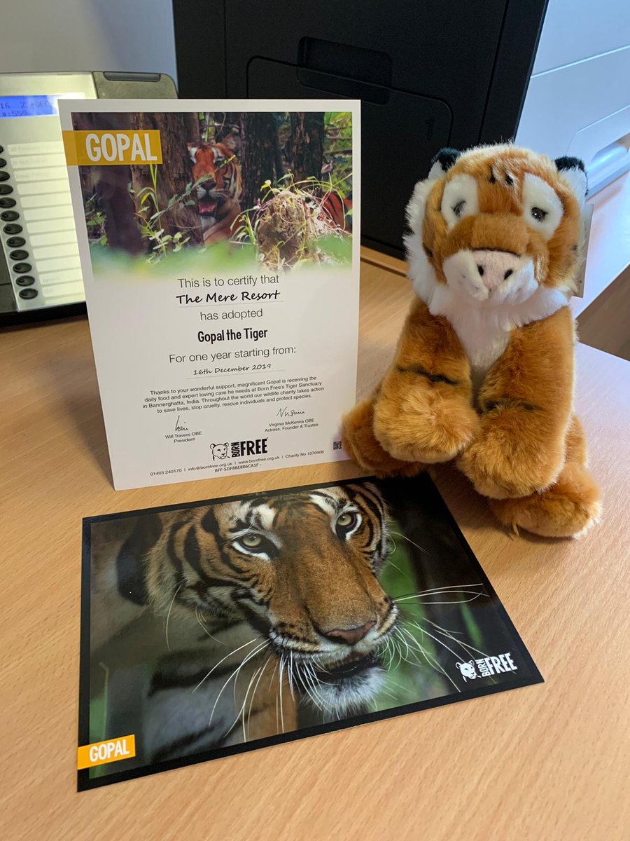 LifeatMere's tweet photo. Our HR team had a lovely Christmas gift this morning informing us that we have adopted Gopal the Tiger who lives in the Tiger Sanctuary in Bannerghatta, India 🐯🐯 Thank you so much @LeytonUK for supporting a fantastic cause @BornFreeFDN, Merry Christmas from #TeamMERE https://t.co/eG7iVbgoHp