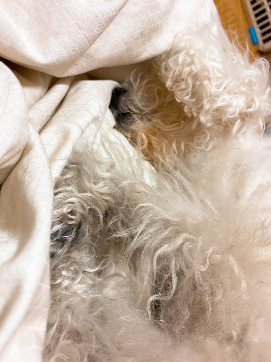 울애기 왜 벌써부터 귀가 안들리고 그러니😭