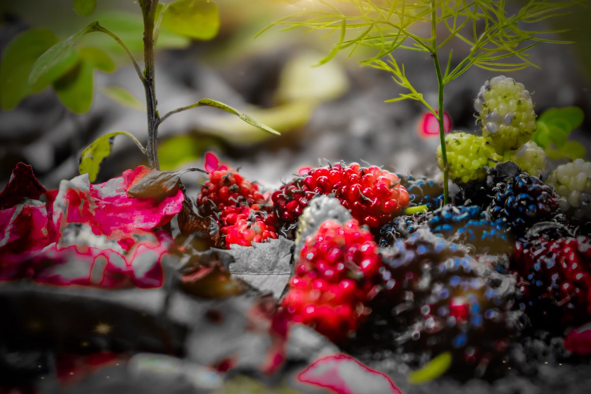 the9oneworks's tweet photo. The best thing about red is RED berries #GuideToSanta #Contest
#Christmas https://t.co/j04NQiDrAk