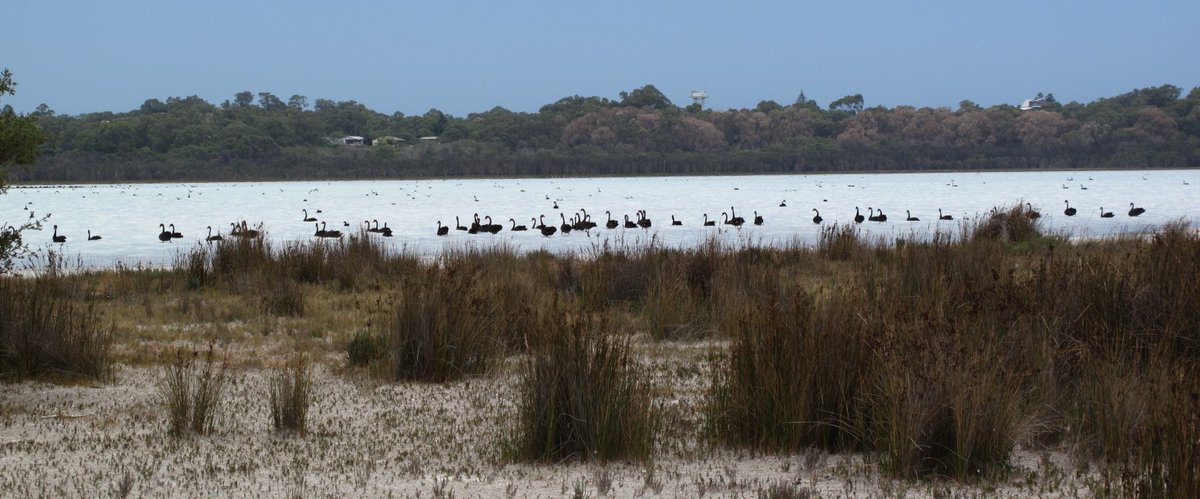 White lake, black swans. What a special place. Yalgorup Lakes. @AusLandcare <a href="/PeelHarveyCC/">PeelHarveyCC</a> <a href="/RickJames_PHCC/">RickJames_PHCC</a>