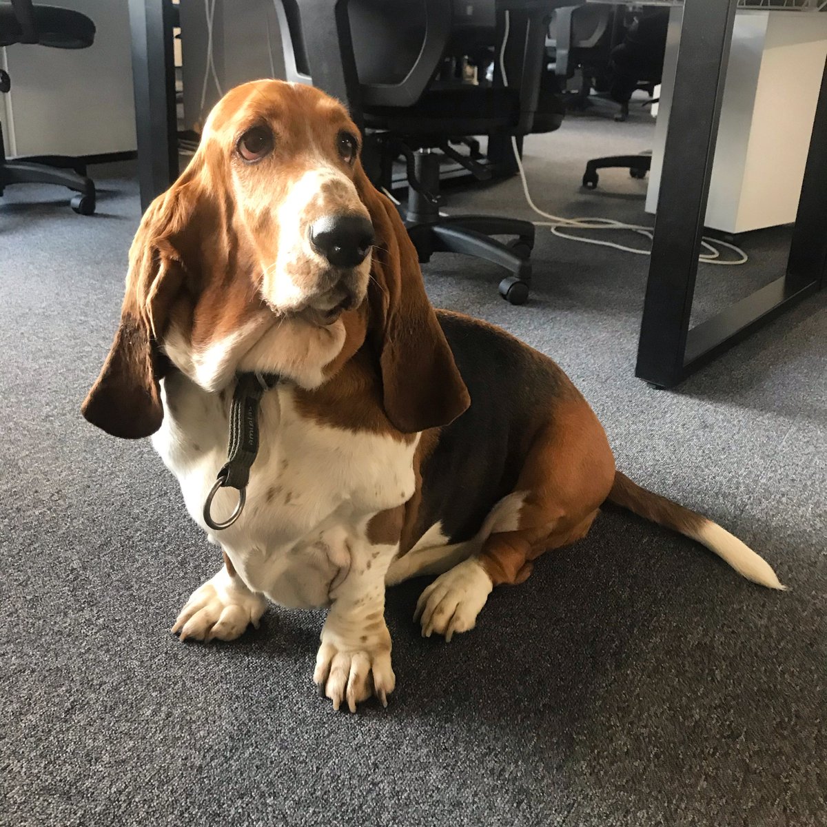 elemental_ldn's tweet photo. Special Christmas visitor in the office today. ๐ #bassethound #dogsatwork #officedog #elementalconcept https://t.co/tr9mdqNGWC