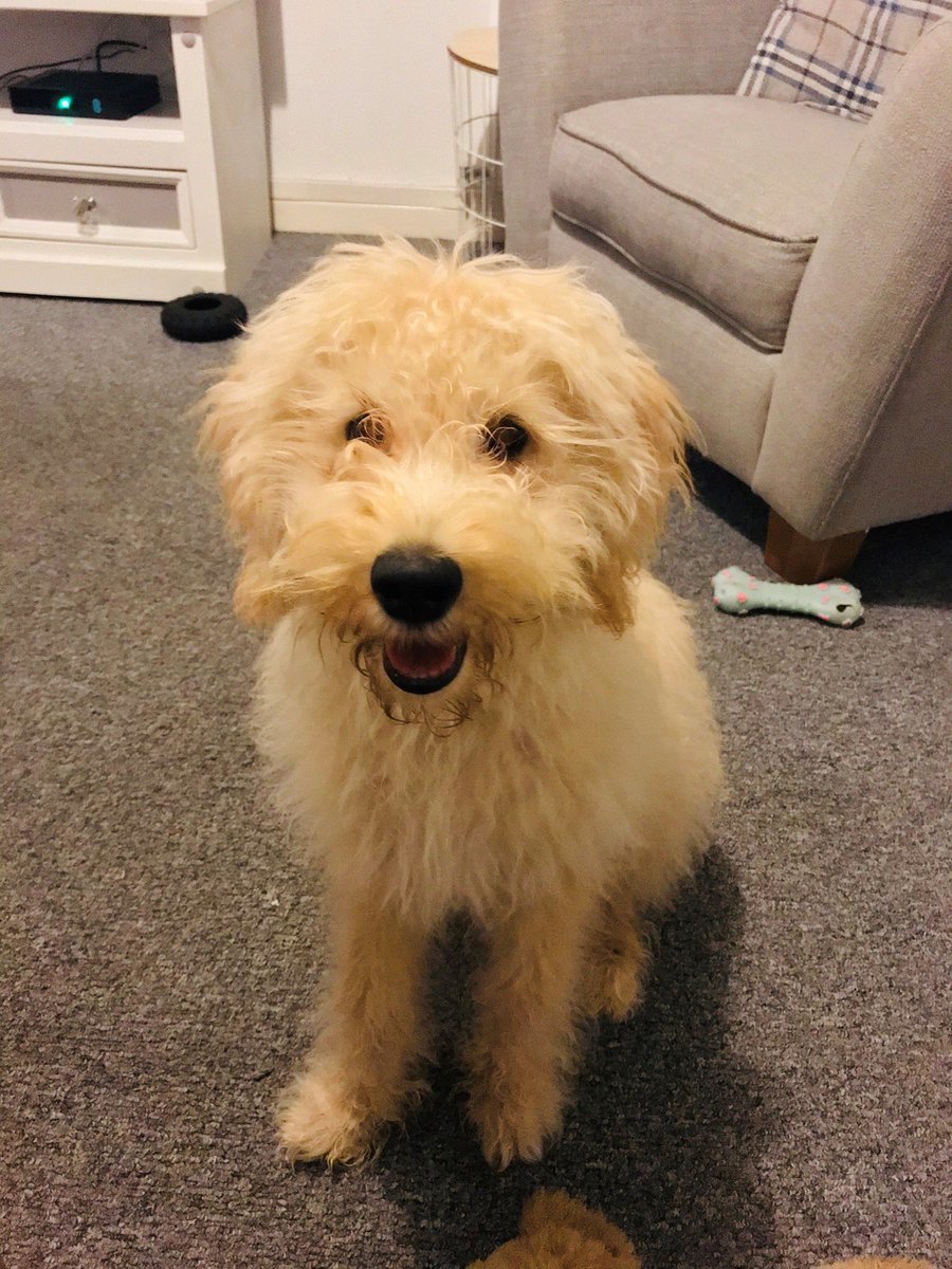 rosiedoc666's tweet photo. ‼️URGENT- DOG STOLEN AT KNIFE POINT 7am 23/12... ST AUSTELL CORNWALL ‼️

@DogLostCornwall @Intocornwall @DC_Police @BBCCornwall @ILoveCornwallUK @Cornwall_Today @CornwallLifeMag @piratefm 
@StAustellVoice @StAustellSG @thedogfinder @SAMPAuk_ @MissingPetsGB @pettheftaware https://t.co/e3jrklzJm7