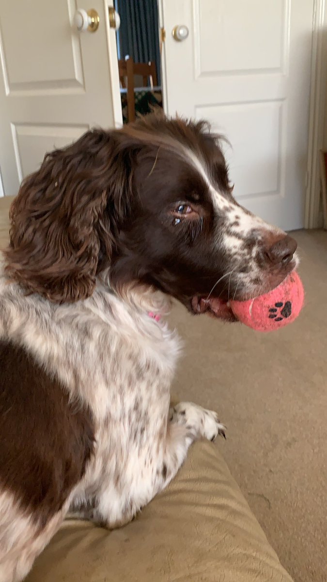 OurCofELike's tweet photo. Half an hour with this old girl before going out again. #RubyDoo wishes Seasonal Felicitations and Woofiness to all our followers! https://t.co/70V3ZZl1IN