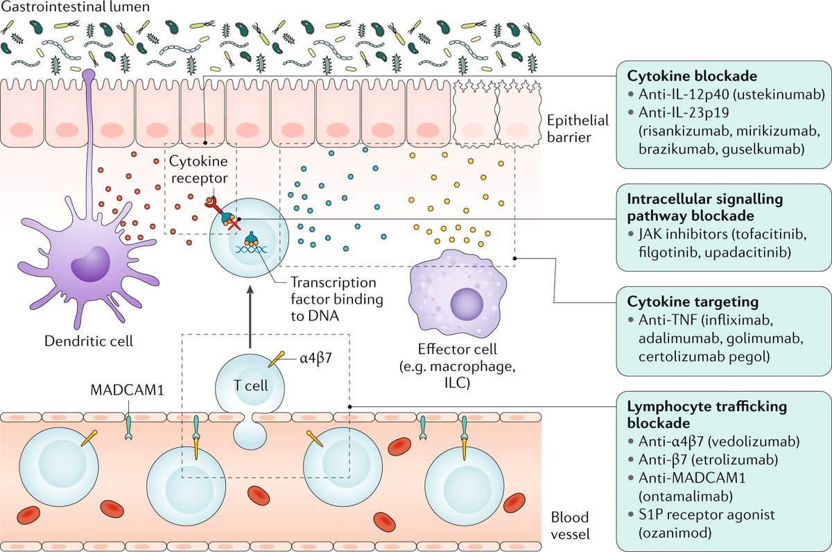 JANUARY ISSUE This REVIEW focuses on unravelling the complexity of mucosal ...