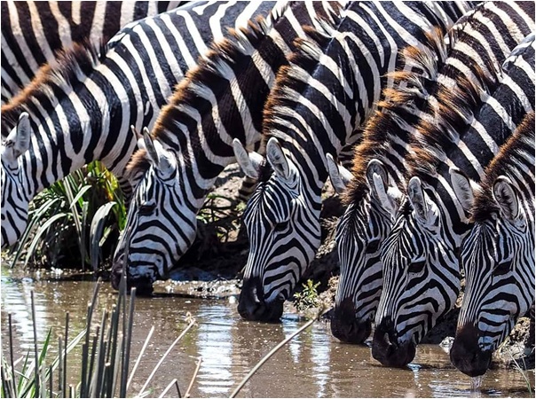 TheBigGameTours's tweet photo. Perfect click…...

Earn your safari stripes with a viewing of the abundant population of Serengeti's zebras.

Book with us @ https://t.co/tHFmJ2nPx6

#tanzania #serengeti #safari #africa #wildlife #travel #nature #wildlifephotography #serengetinationalpark #travelphotography https://t.co/hDCAfSrYO1