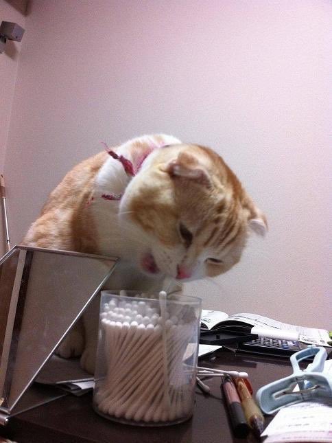 onlygoodvybe's tweet photo. “Have cats, it’s fun they said” 🙂🙂🙂🙂🙂 https://t.co/iDjqCd7sfZ