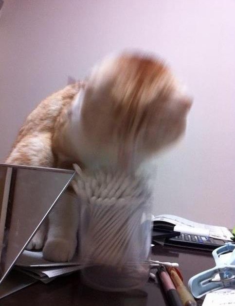 onlygoodvybe's tweet photo. “Have cats, it’s fun they said” 🙂🙂🙂🙂🙂 https://t.co/iDjqCd7sfZ