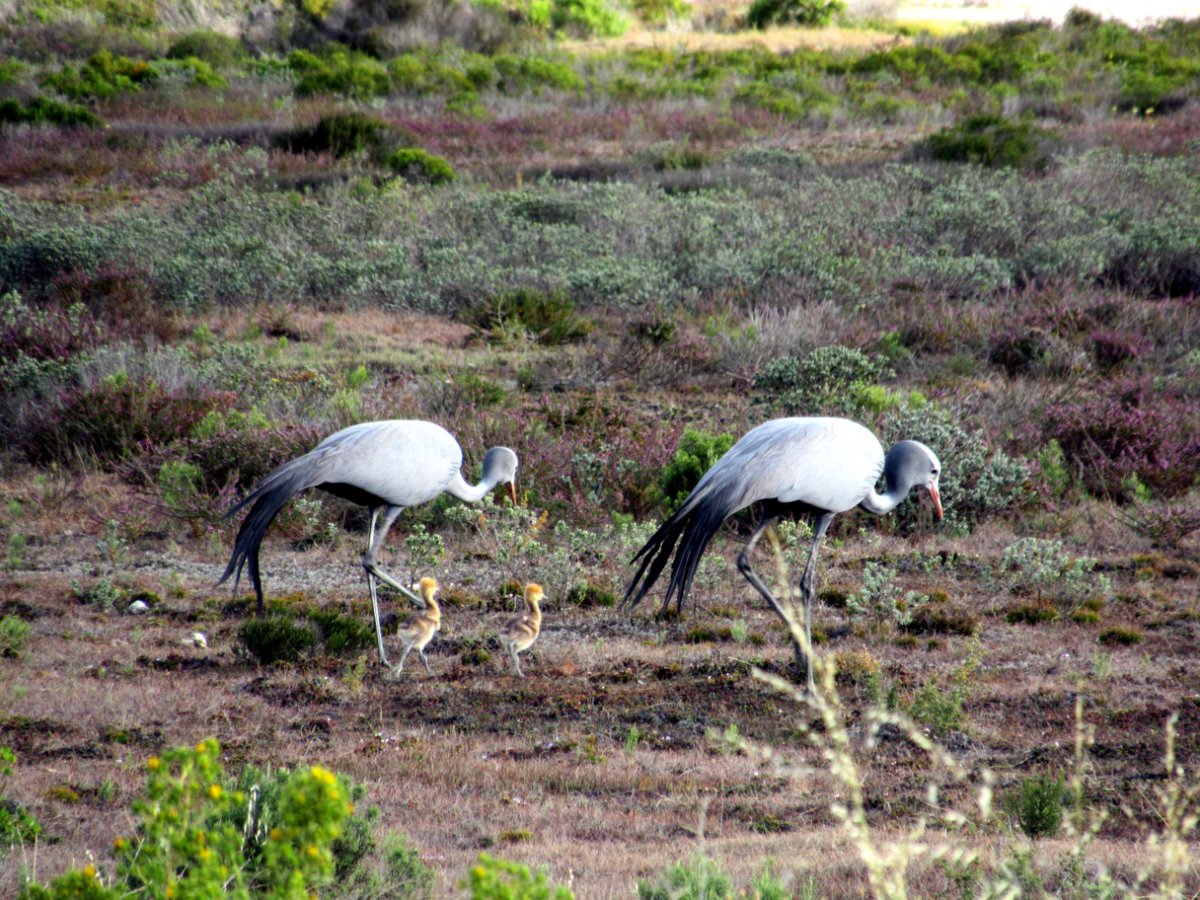 Nuwejaars's tweet photo. How adorable?
Two #BlueCranes navigating the border of the Nuwejaars wetlands and @SANParks Agulhas National Park with young chicks. Thanks for sharing, @esnaswart. https://t.co/8Ox56MgJsa