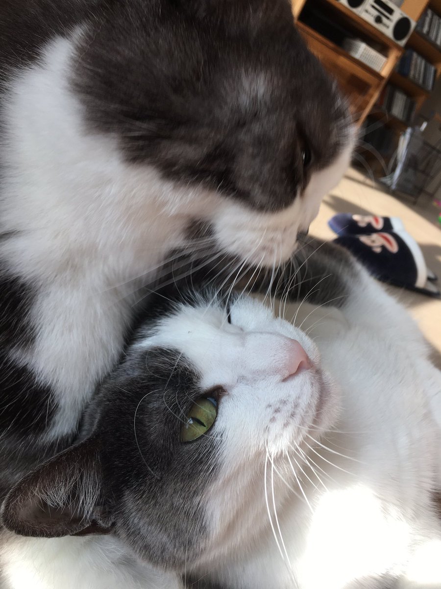 honeybinggot tweet media