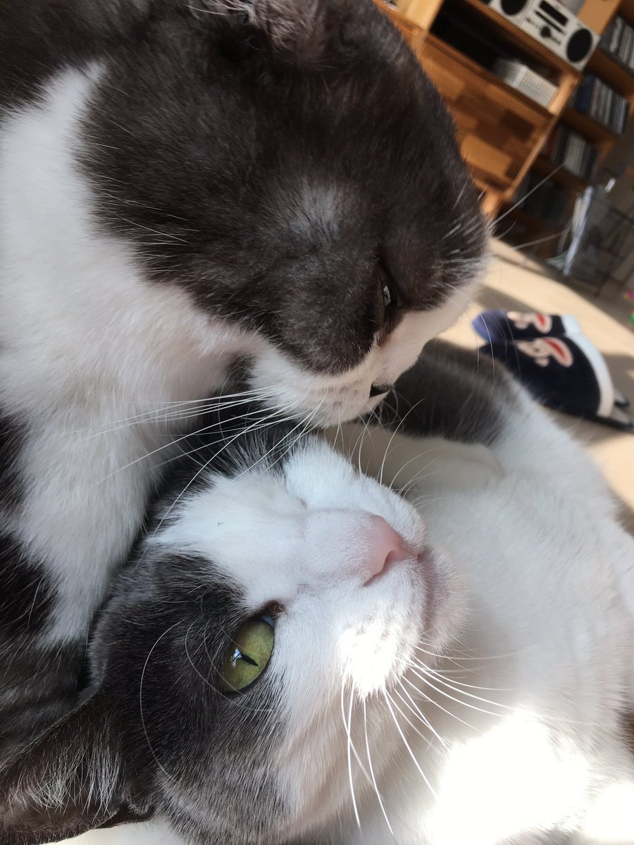 honeybinggot tweet media