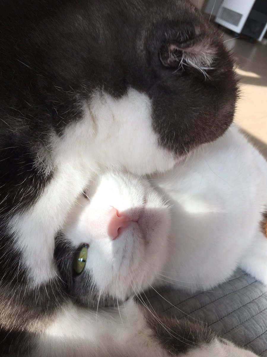 honeybinggot tweet media