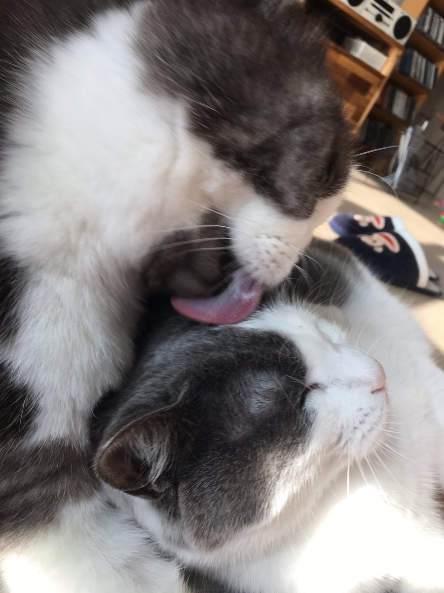 honeybinggot tweet media