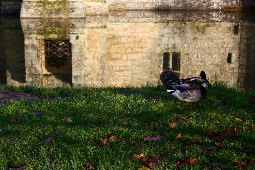 BodiamCastleNT's tweet photo. A series of photographs from a few weeks ago @bodiamcastlent, one of those seemingly  rare days of blue skies, no wind and glorious reflections in the castle moat. 

Images: Elizabeth Vessey

#castles  #reflections #photography #eastsussex #view #dayout  #visitbritain https://t.co/RQXAZQCyIK