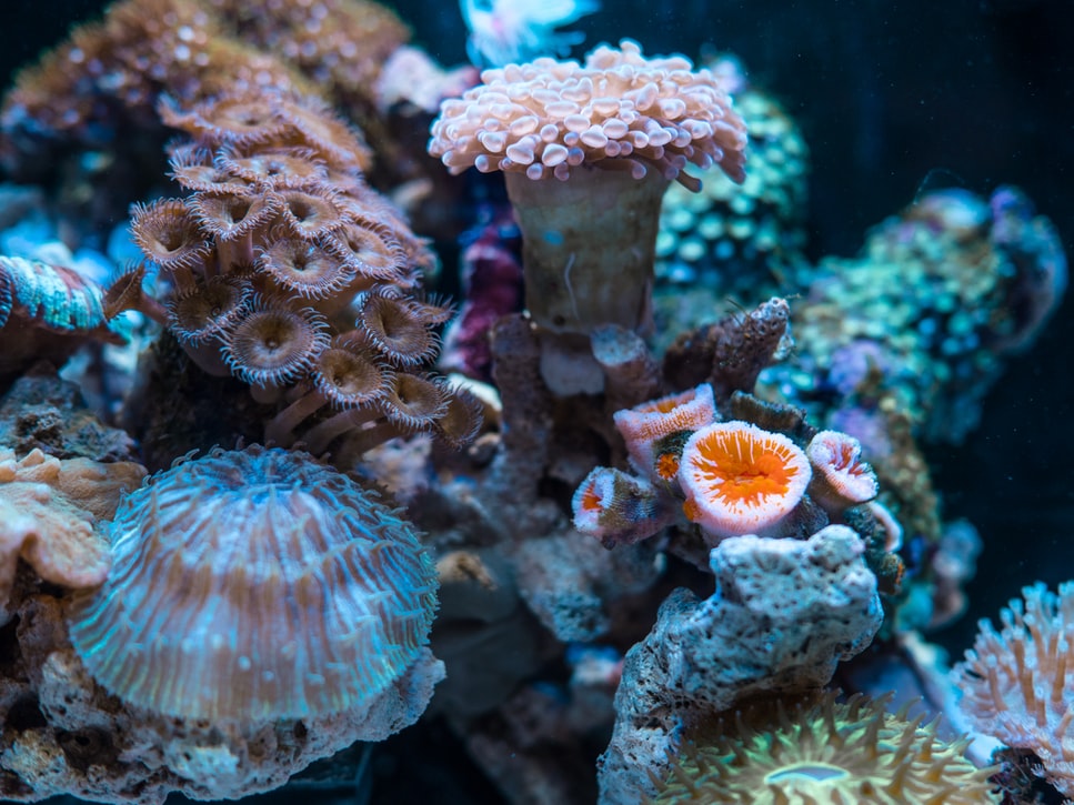 thevibe_me's tweet photo. Coral Gardeners: Saving the ocean’s lungs one coral at a time!
To learn more read now: https://t.co/rJKPDtoZ8p
#coralgardeners #saveourreefs #corals #reefwatch #climatechange #globalwarming #Discover #monday #discovermondays #TheVibe https://t.co/xG3mX2tjkj